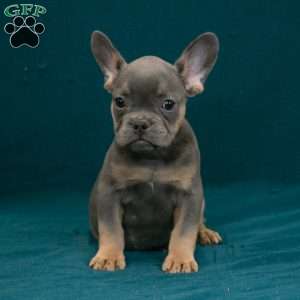 Calvin, French Bulldog Puppy